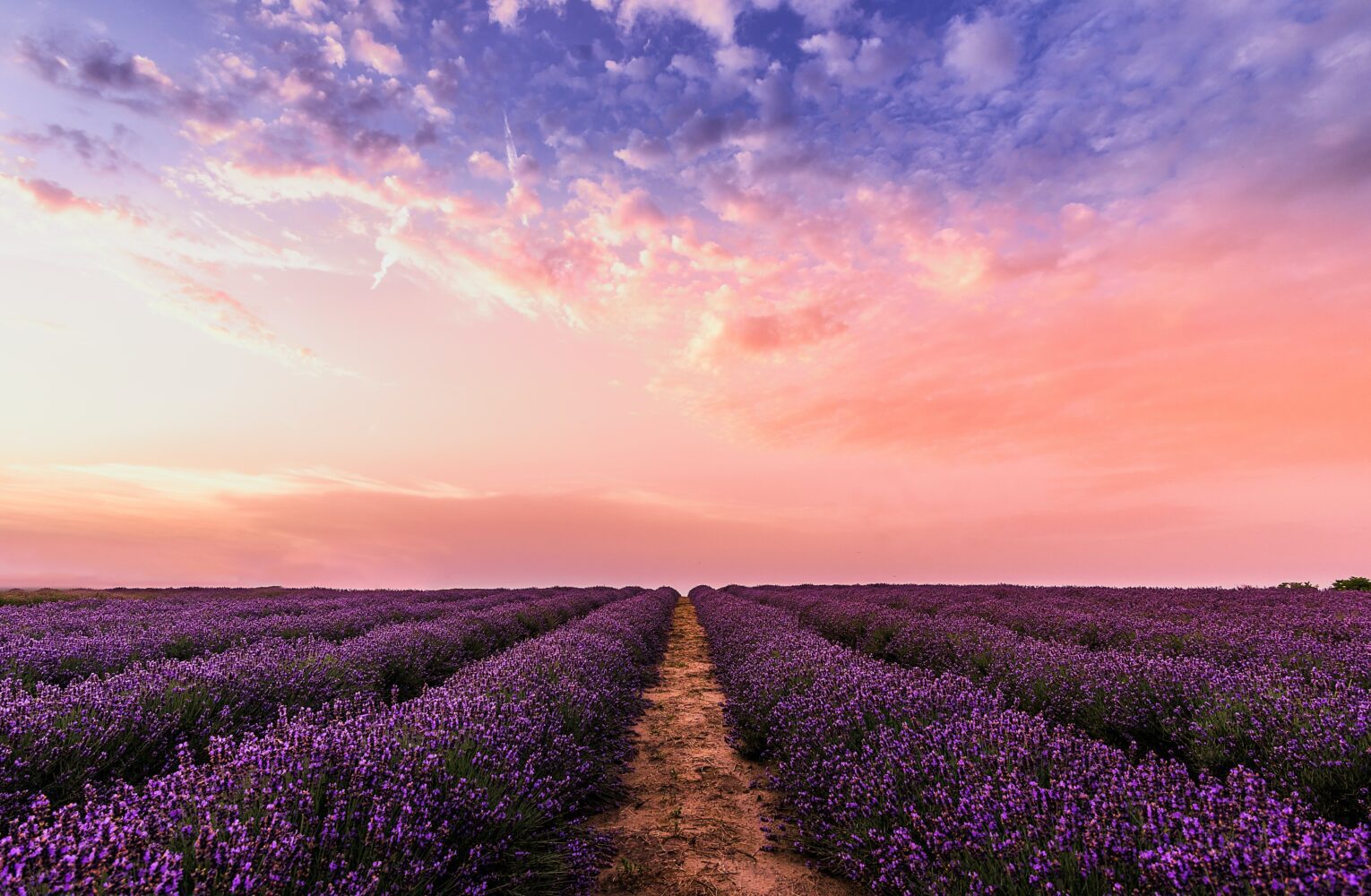 veld-met-bloemen-zon